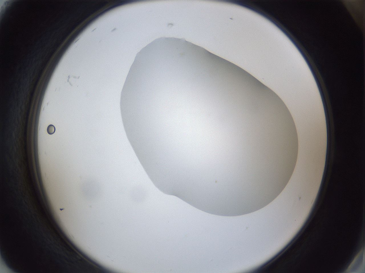 folderID31_plateID1031_batchID1982_wellNum92_profileID1_d2_r44507_ef.jpg