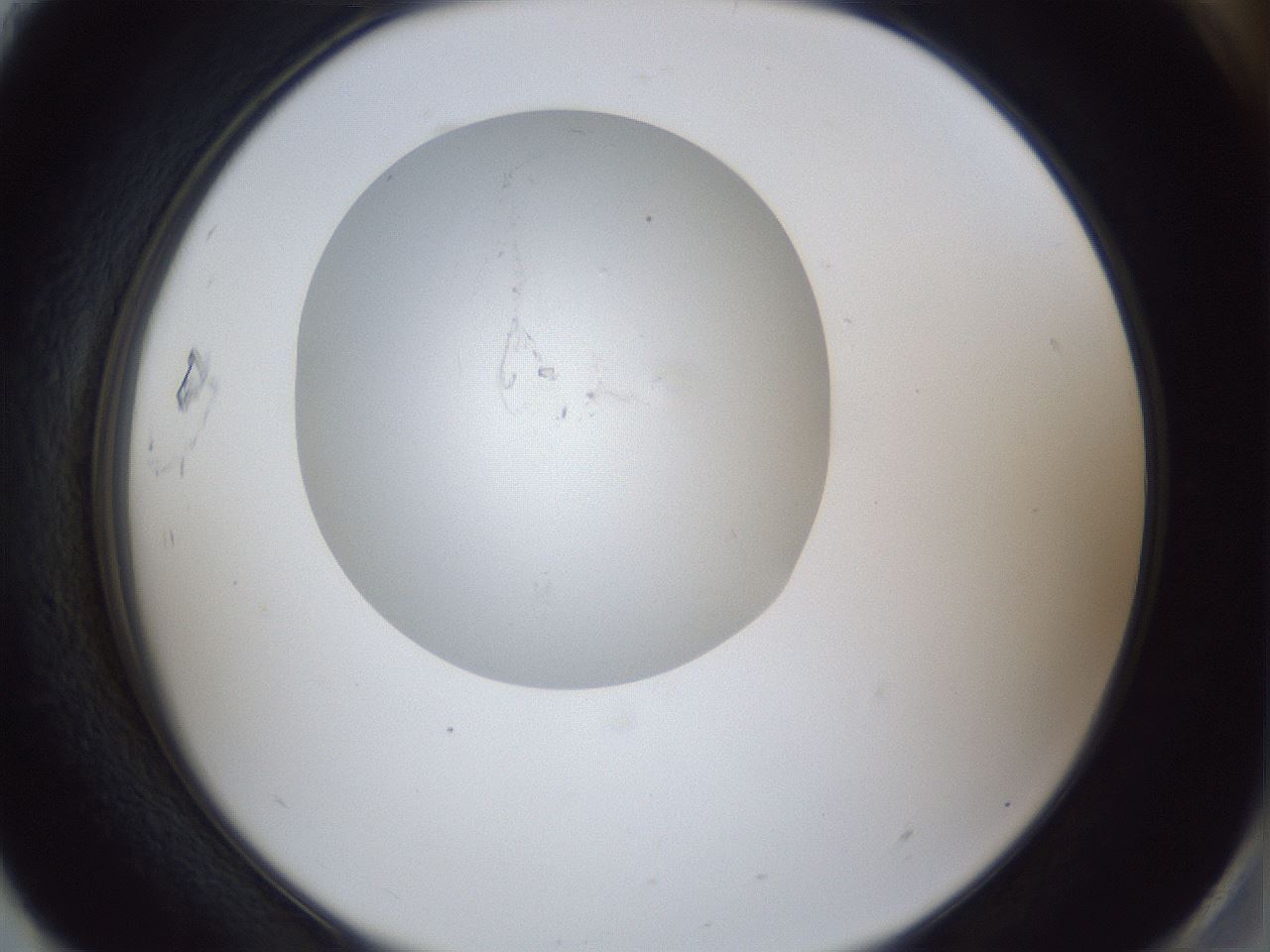 folderID31_plateID1031_batchID1982_wellNum93_profileID1_d2_r44509_ef.jpg