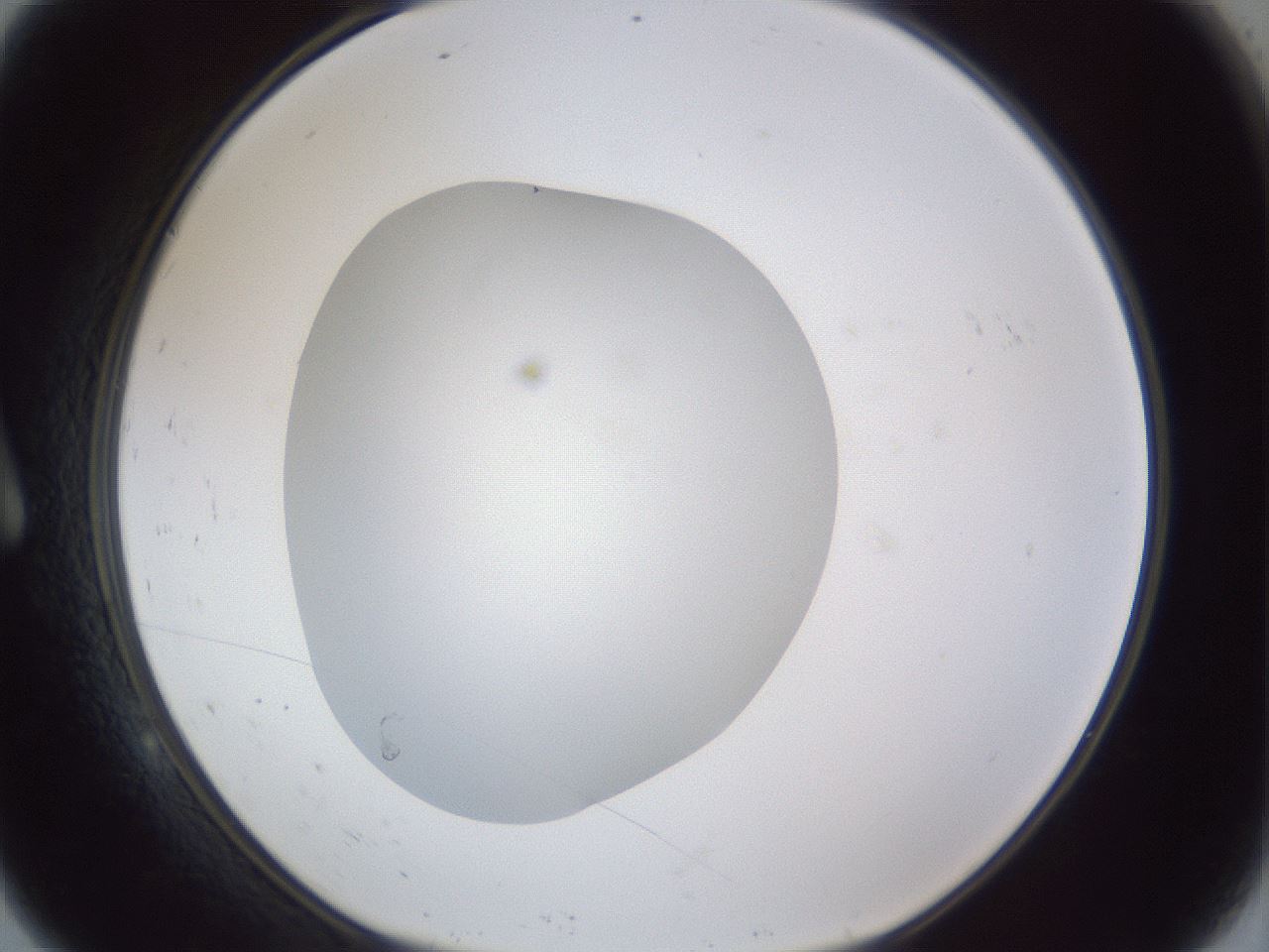 folderID31_plateID1031_batchID1982_wellNum9_profileID1_d1_r44340_ef.jpg