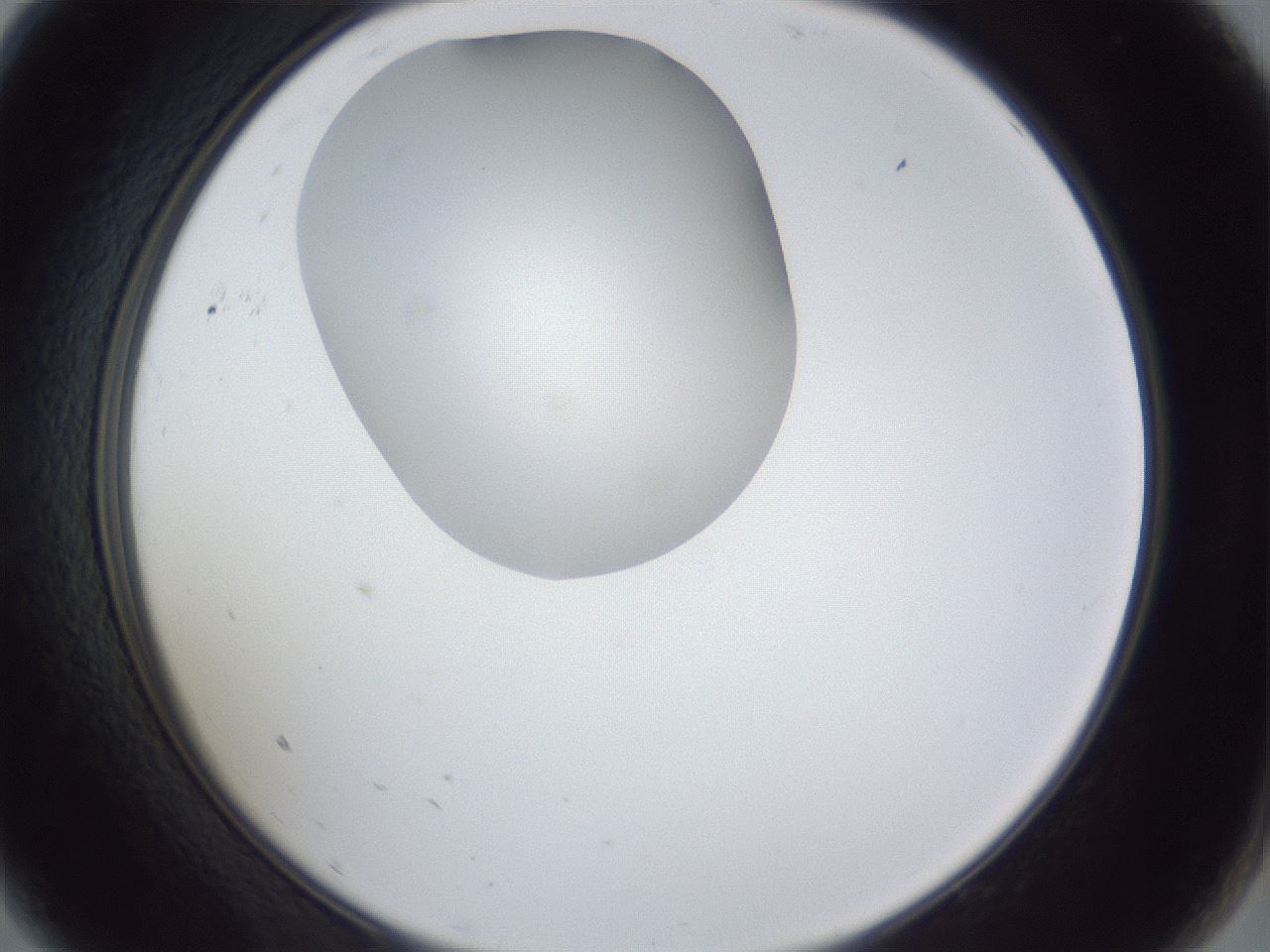 folderID31_plateID1031_batchID1982_wellNum9_profileID1_d2_r44341_ef.jpg