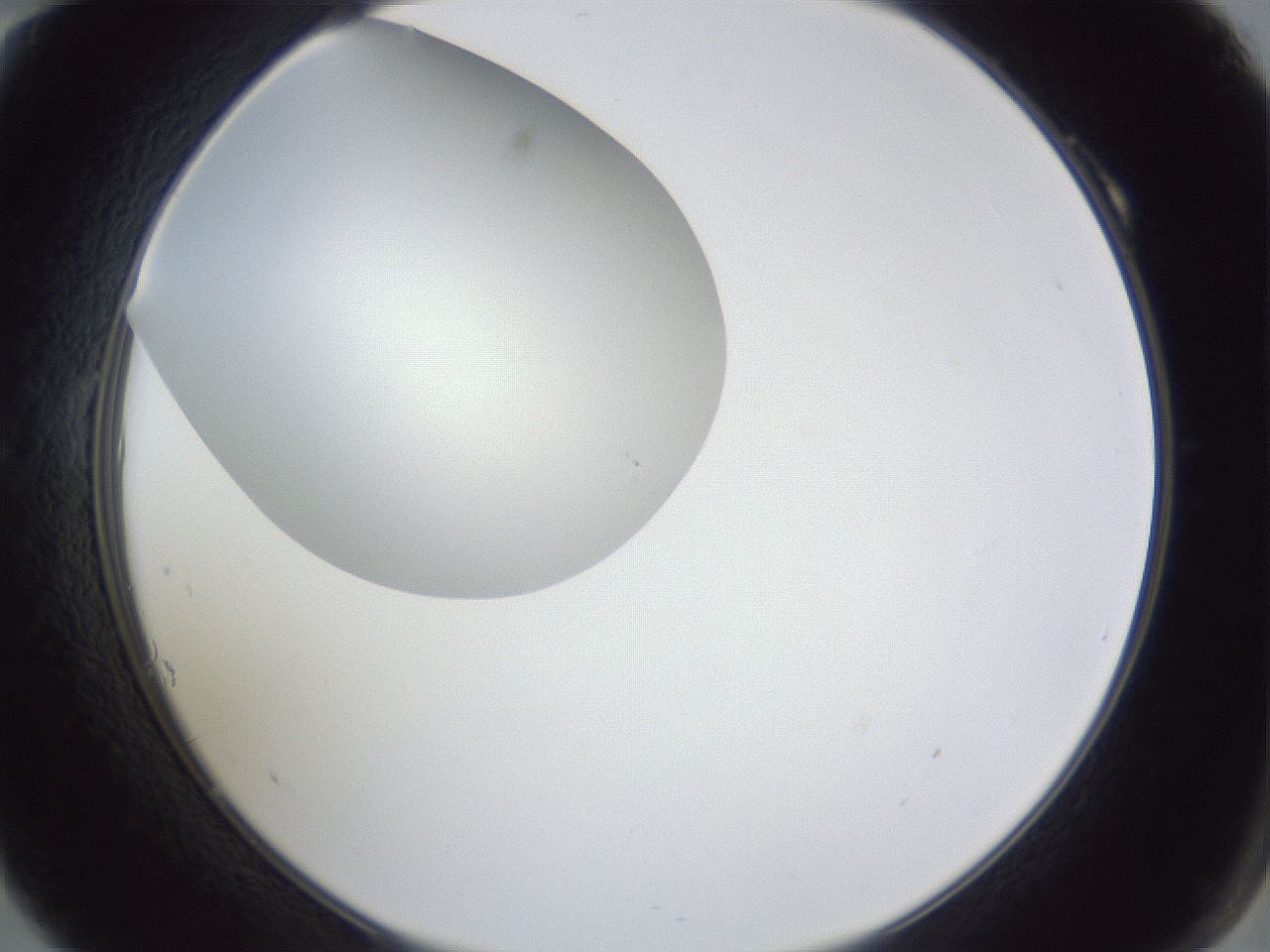 folderID31_plateID1031_batchID1999_wellNum10_profileID1_d2_r44343_ef.jpg