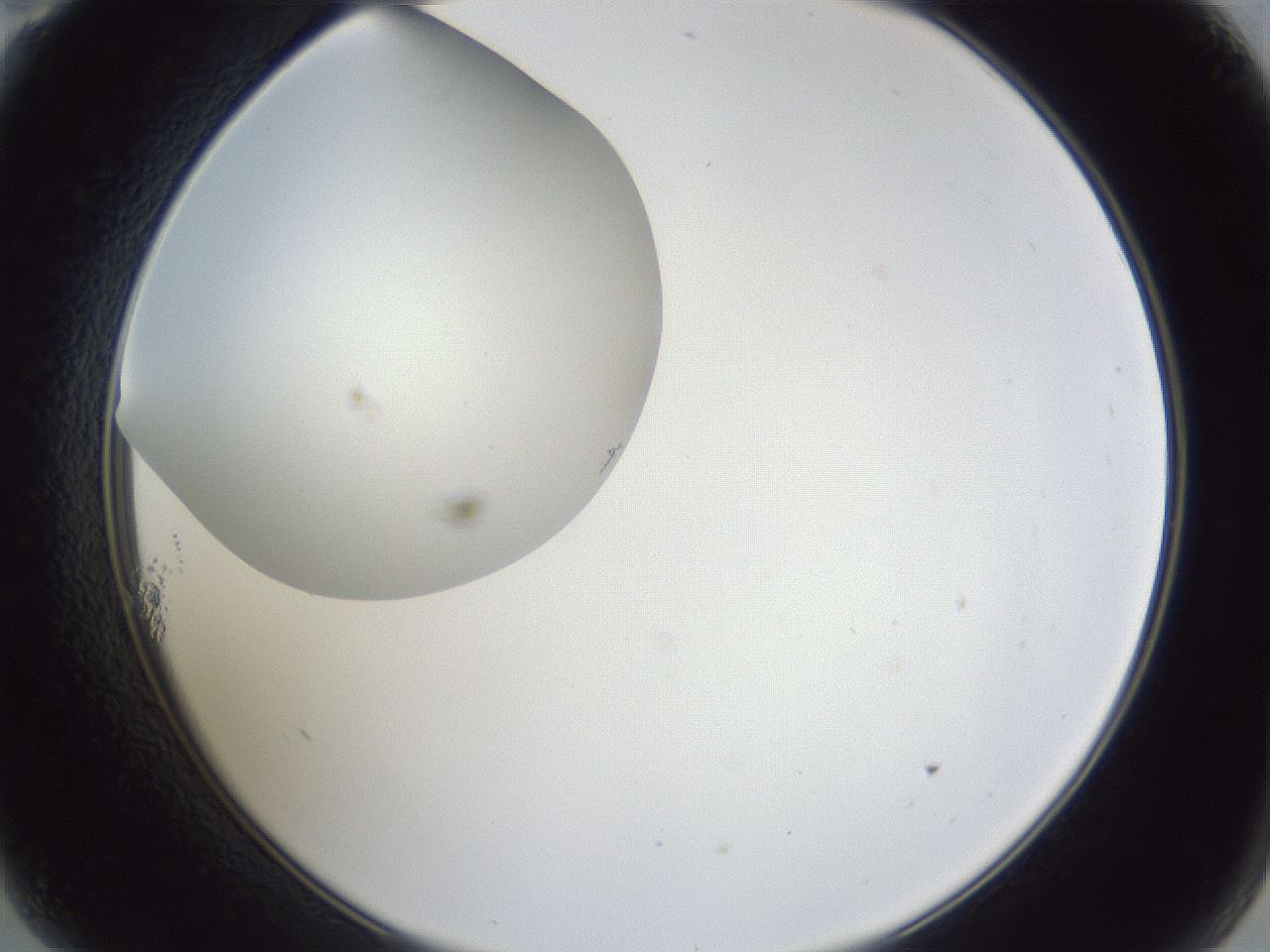 folderID31_plateID1031_batchID1999_wellNum11_profileID1_d2_r44345_ef.jpg