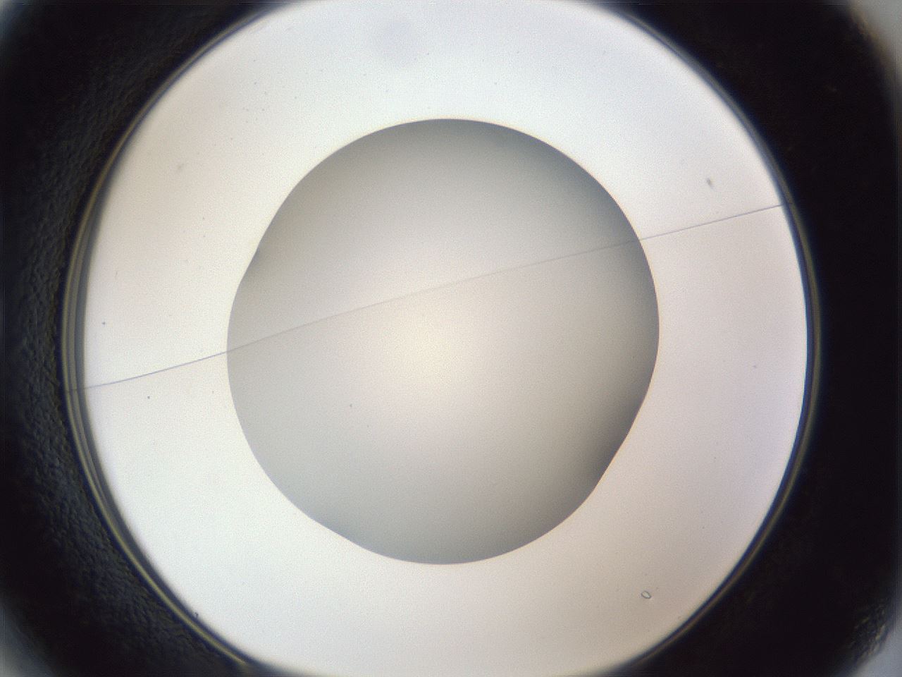 folderID31_plateID1031_batchID1999_wellNum13_profileID1_d1_r44348_ef.jpg