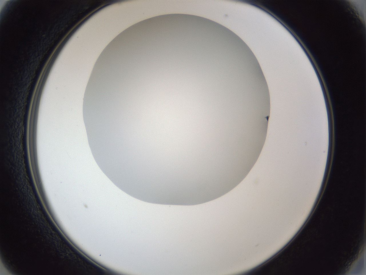 folderID31_plateID1031_batchID1999_wellNum13_profileID1_d2_r44349_ef.jpg