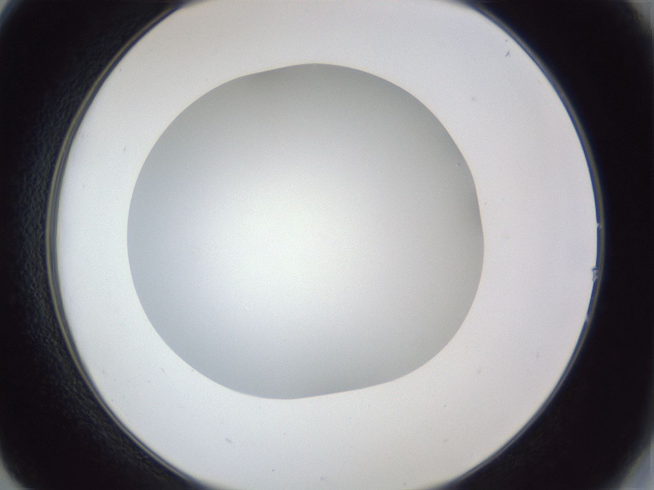folderID31_plateID1031_batchID1999_wellNum14_profileID1_d2_r44351_ef.jpg