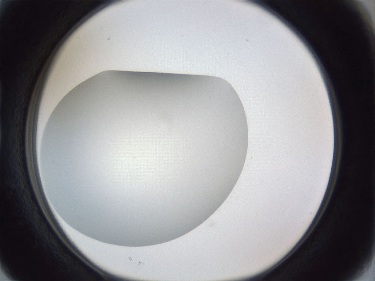 folderID31_plateID1031_batchID1999_wellNum15_profileID1_d1_r44352_ef.jpg