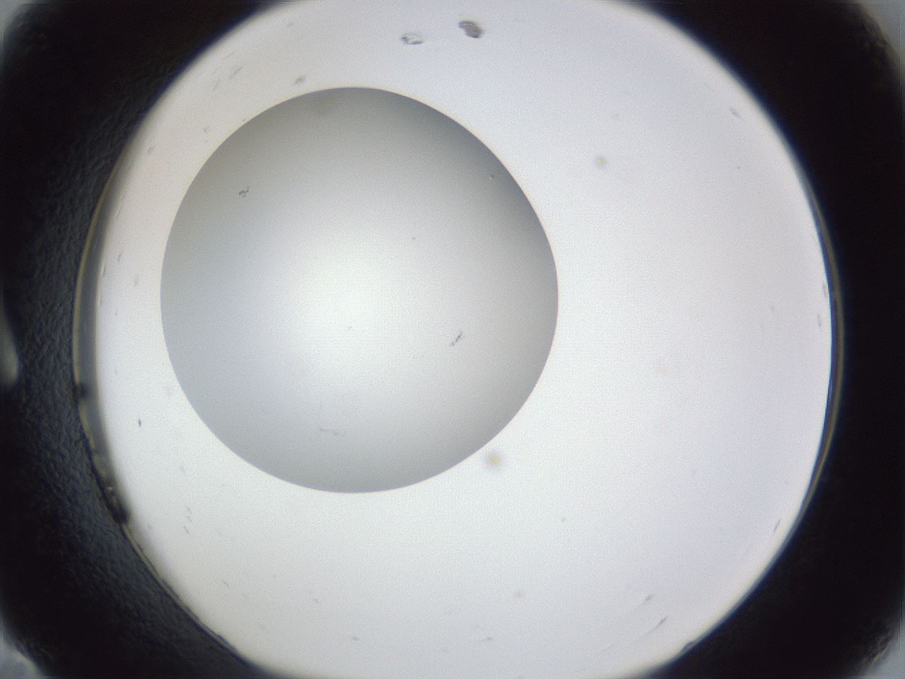 folderID31_plateID1031_batchID1999_wellNum11_profileID1_d1_r44344_ef.jpg