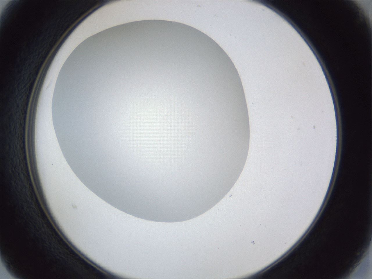 folderID31_plateID1031_batchID1999_wellNum15_profileID1_d2_r44353_ef.jpg