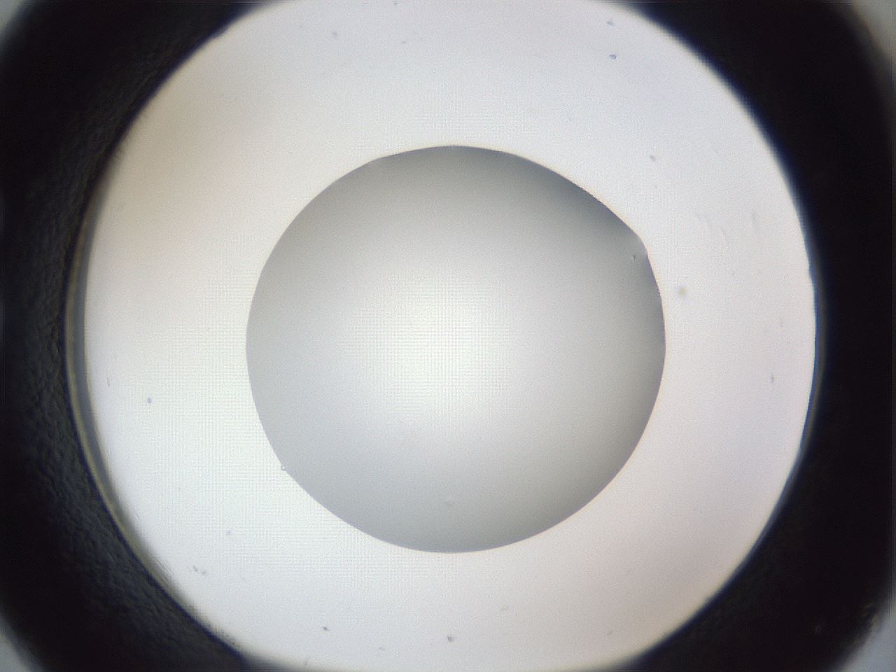 folderID31_plateID1031_batchID1999_wellNum26_profileID1_d1_r44374_ef.jpg