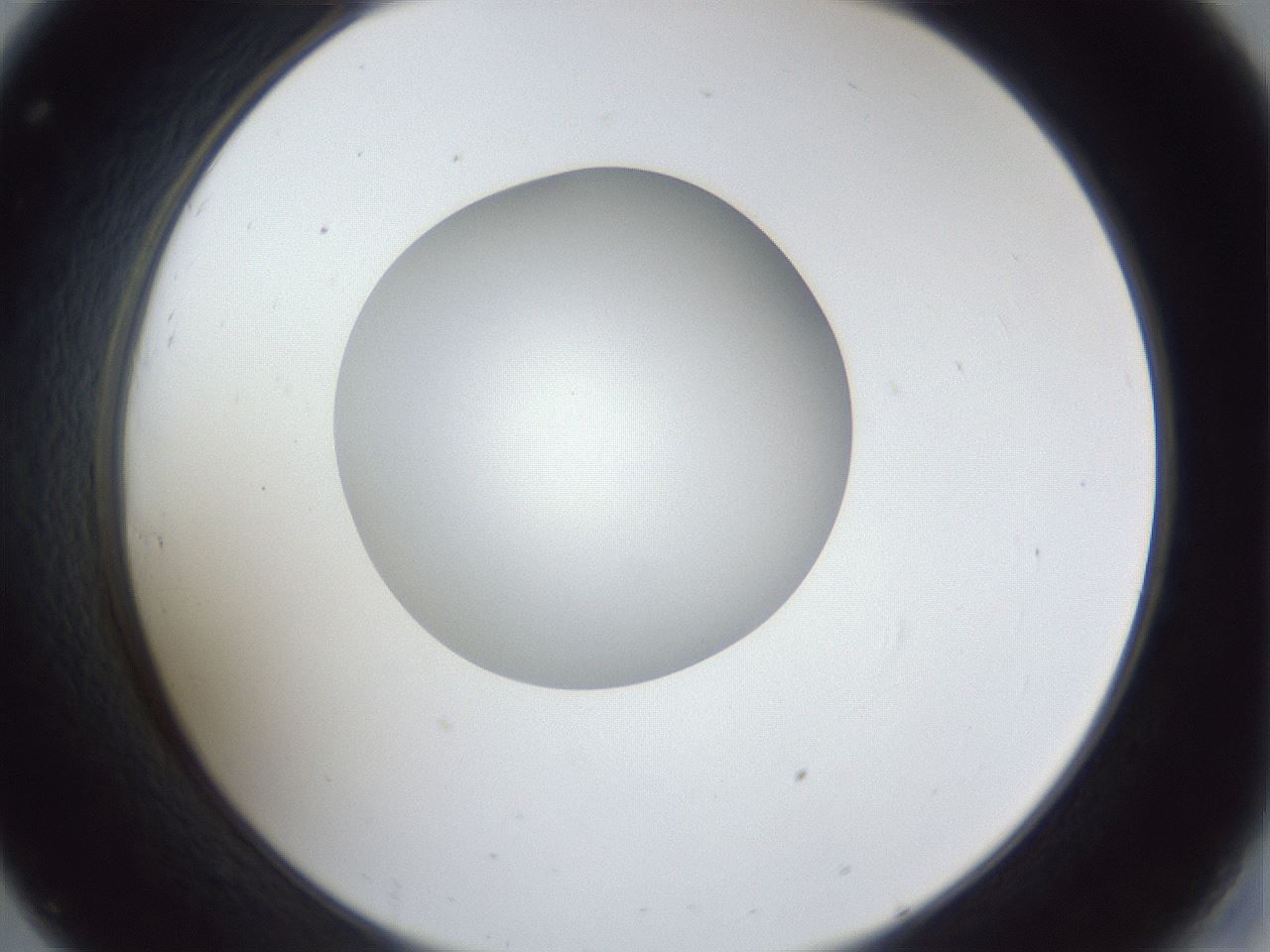 folderID31_plateID1031_batchID1999_wellNum32_profileID1_d2_r44387_ef.jpg