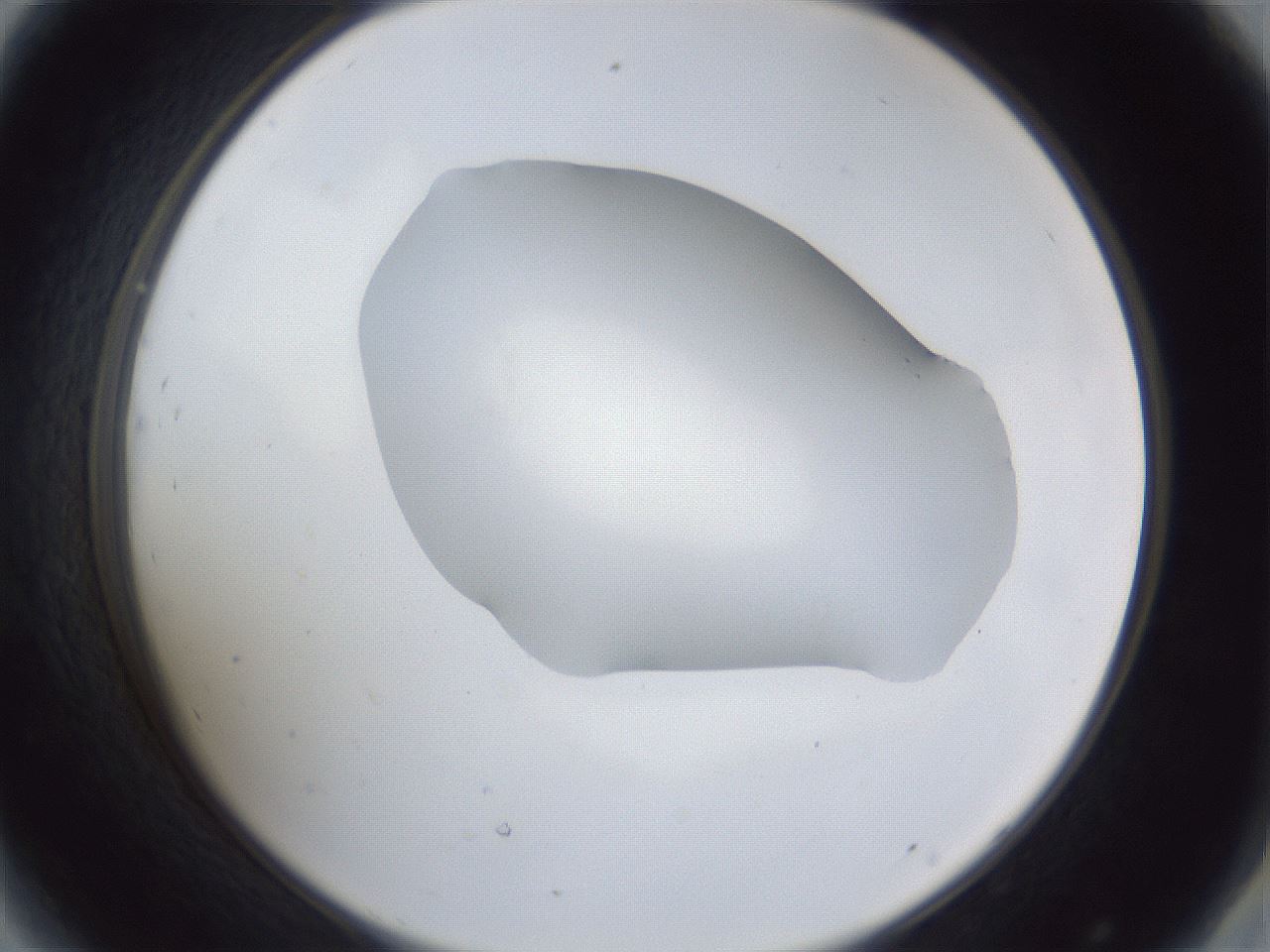 folderID31_plateID1031_batchID1999_wellNum44_profileID1_d2_r44411_ef.jpg