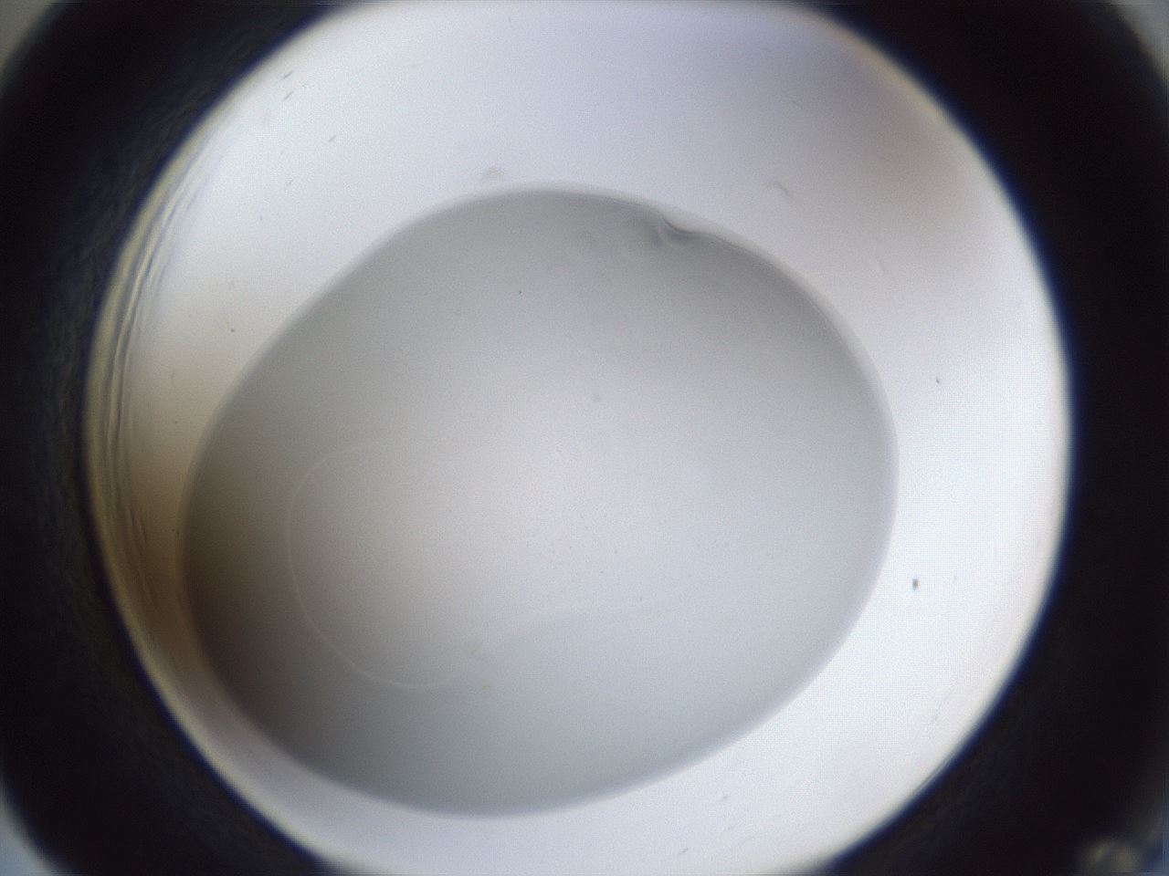 folderID31_plateID1031_batchID1999_wellNum65_profileID1_d2_r44453_ef.jpg