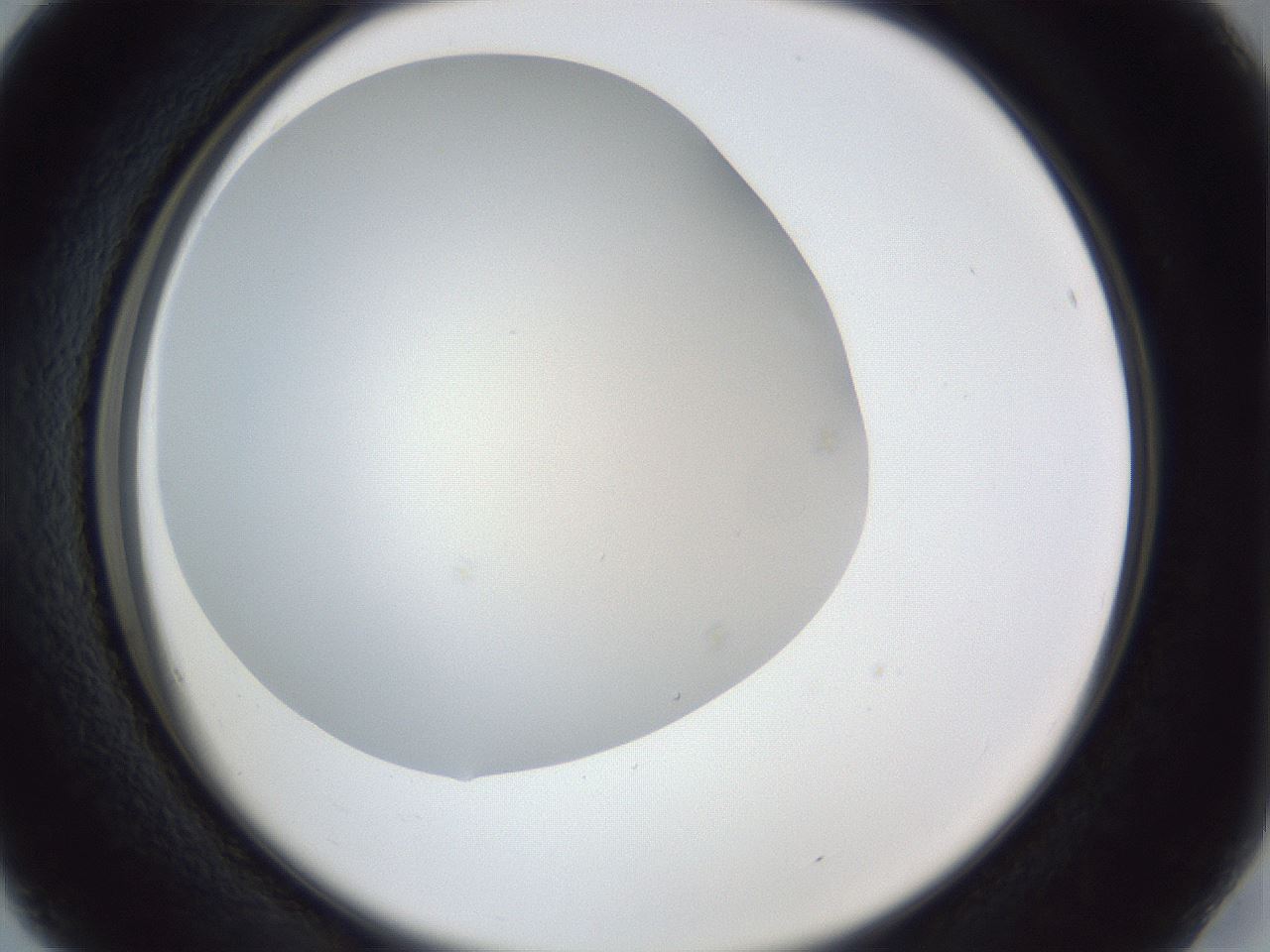 folderID31_plateID1031_batchID1999_wellNum16_profileID1_d2_r44355_ef.jpg