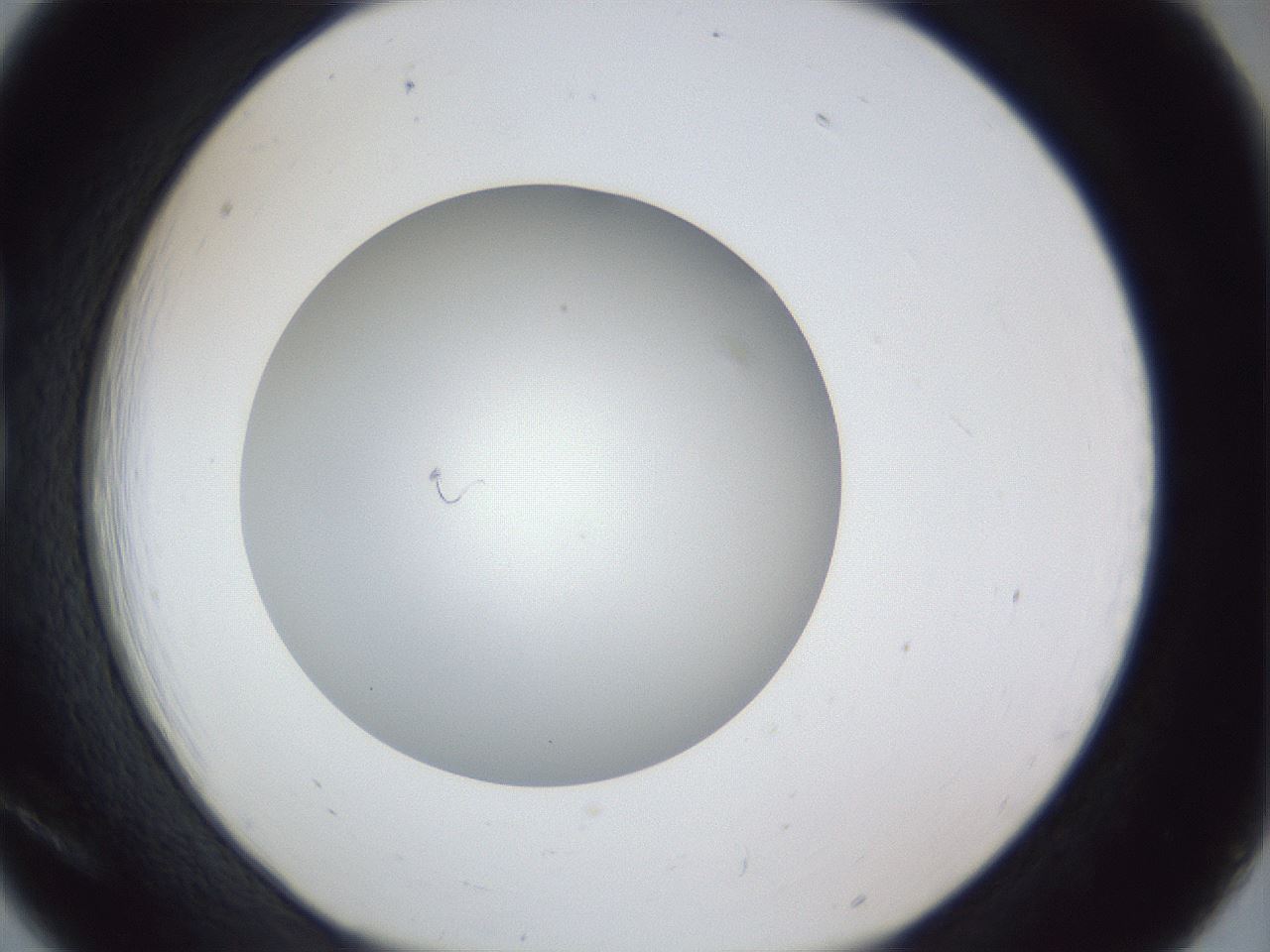 folderID31_plateID1031_batchID1999_wellNum18_profileID1_d1_r44358_ef.jpg