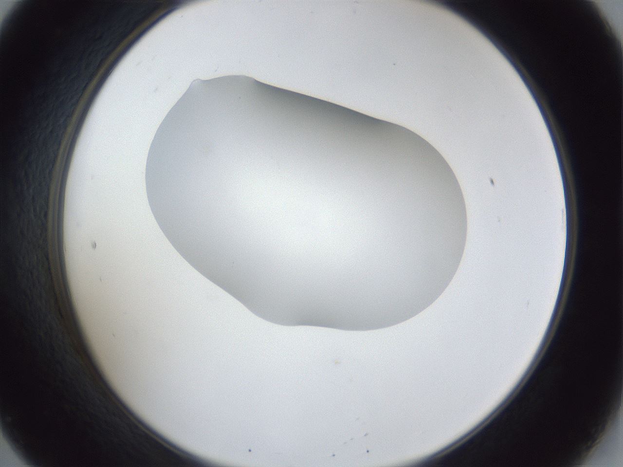 folderID31_plateID1031_batchID1999_wellNum20_profileID1_d2_r44363_ef.jpg