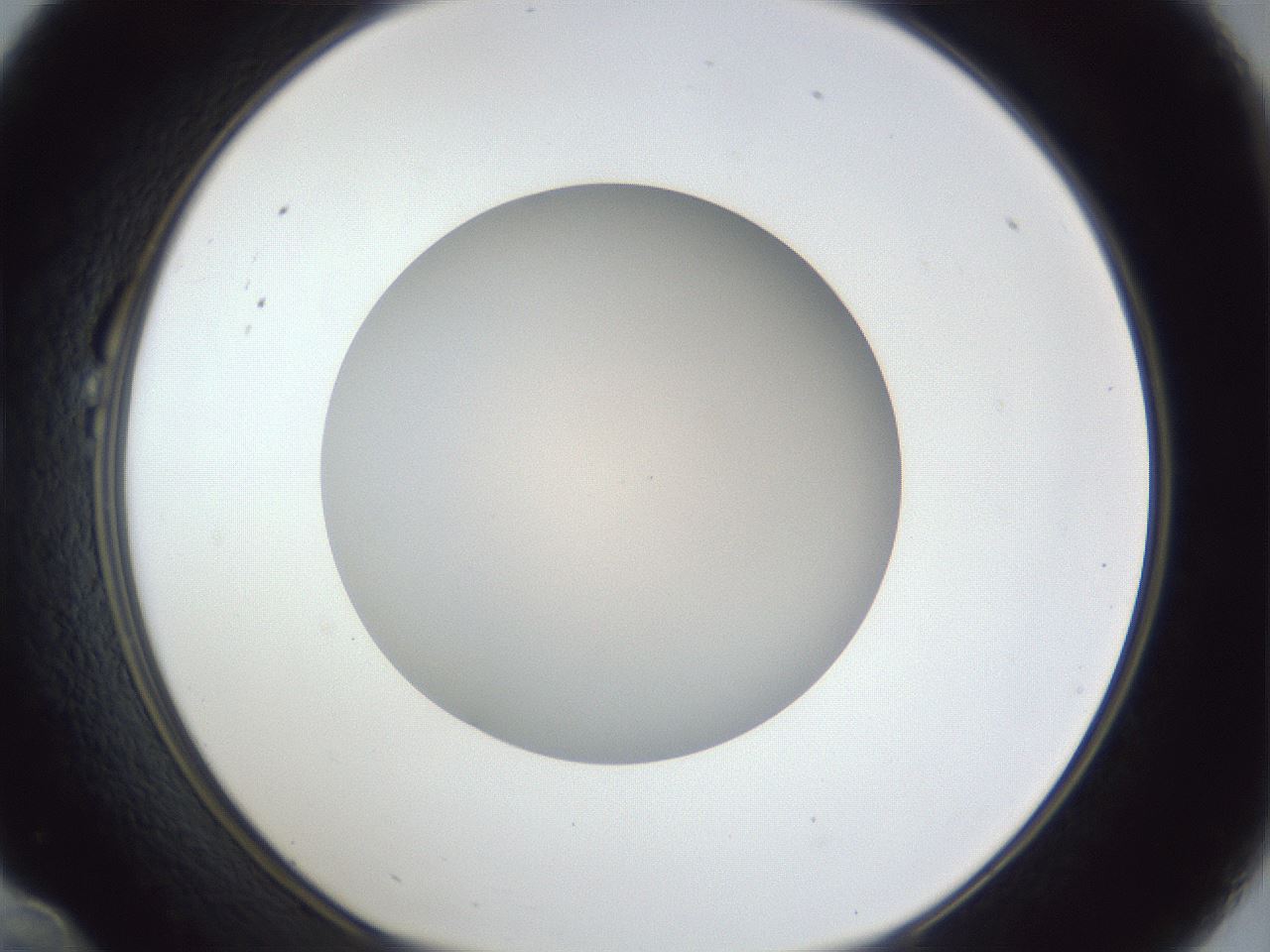folderID31_plateID1031_batchID1999_wellNum22_profileID1_d1_r44366_ef.jpg