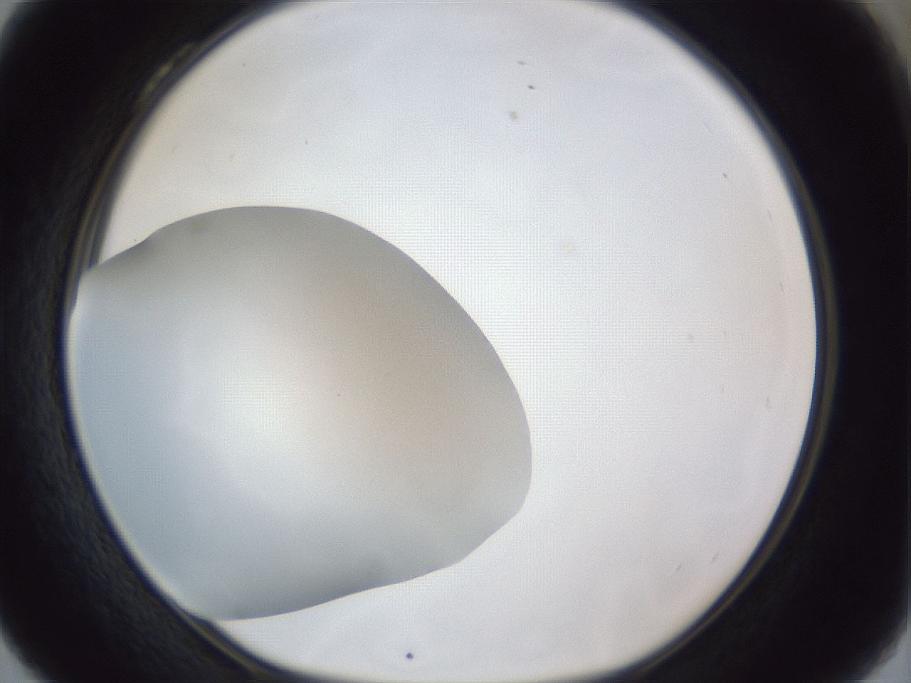 folderID31_plateID1031_batchID1999_wellNum28_profileID1_d1_r44378_ef.jpg
