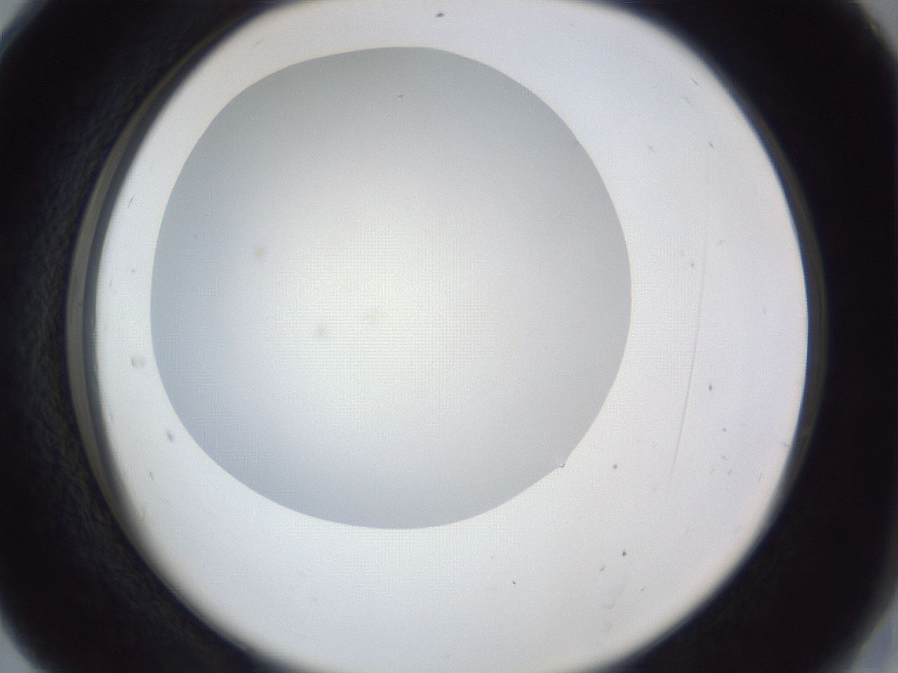folderID31_plateID1031_batchID1999_wellNum28_profileID1_d2_r44379_ef.jpg