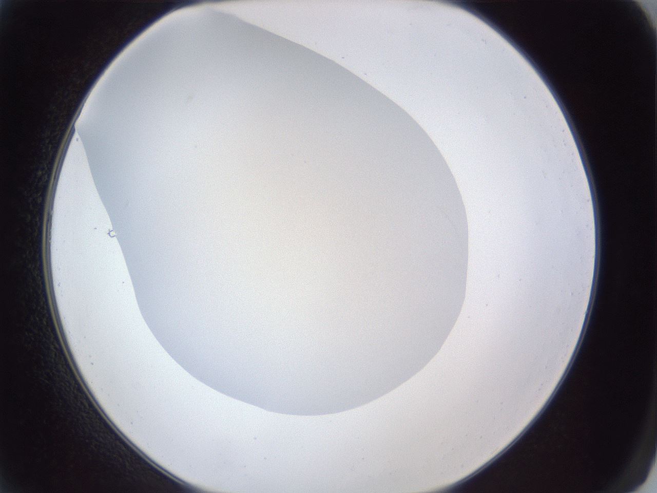 folderID31_plateID1031_batchID1999_wellNum2_profileID1_d2_r44327_ef.jpg