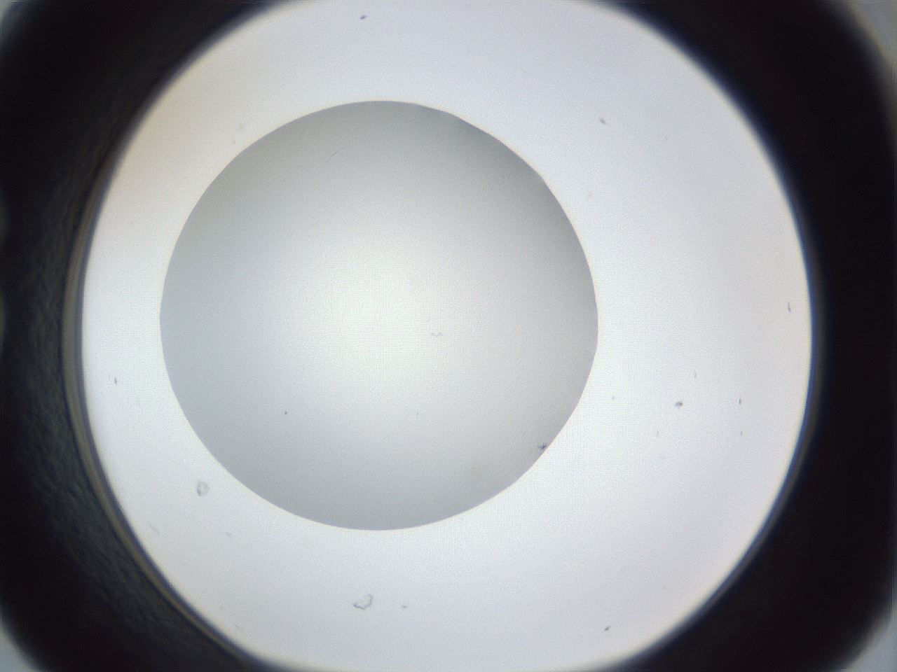 folderID31_plateID1031_batchID1999_wellNum30_profileID1_d1_r44382_ef.jpg