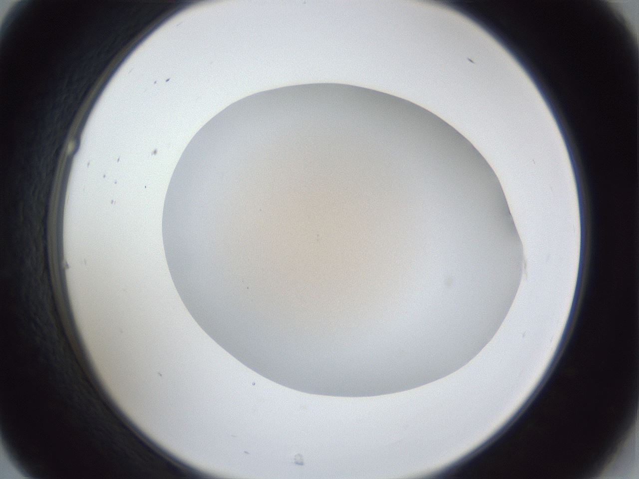 folderID31_plateID1031_batchID1999_wellNum31_profileID1_d2_r44385_ef.jpg