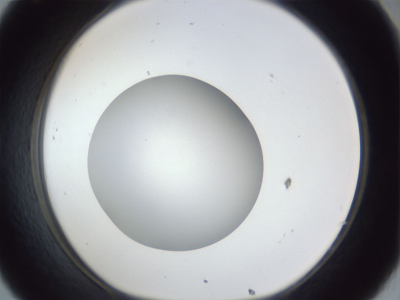 folderID31_plateID1031_batchID1999_wellNum32_profileID1_d1_r44386_ef.jpg