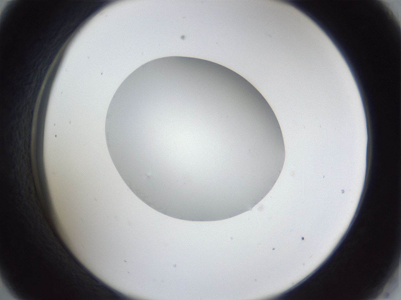 folderID31_plateID1031_batchID1999_wellNum33_profileID1_d2_r44389_ef.jpg