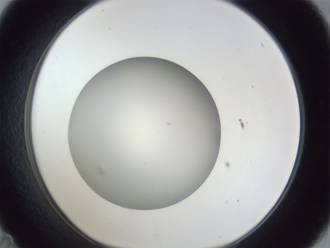 folderID31_plateID1031_batchID1999_wellNum35_profileID1_d1_r44392_ef.jpg