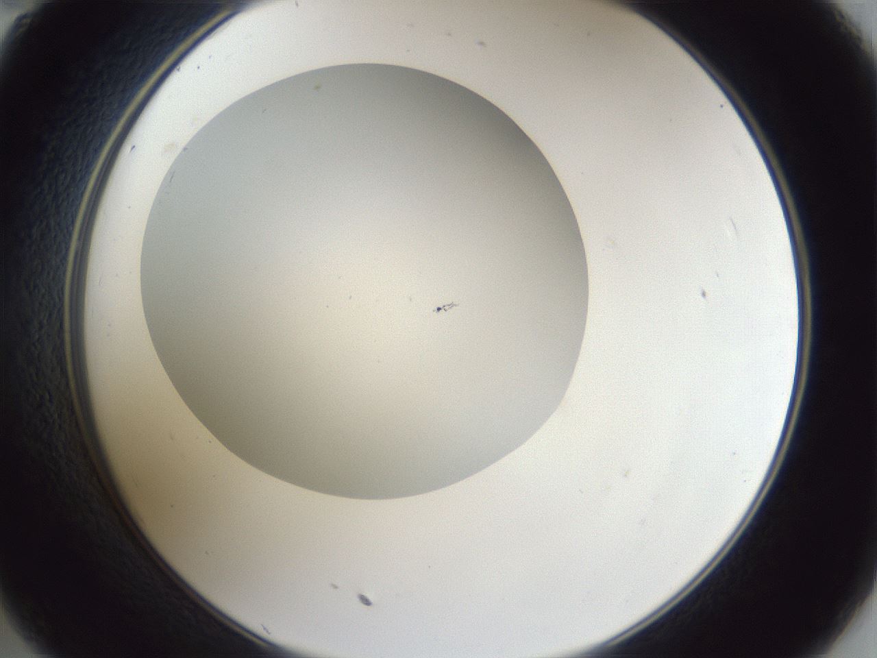 folderID31_plateID1031_batchID1999_wellNum35_profileID1_d2_r44393_ef.jpg