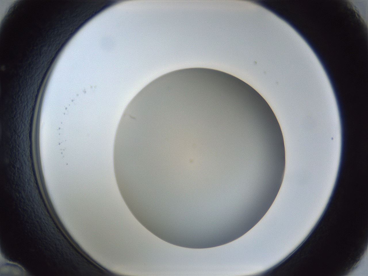 folderID31_plateID1031_batchID1999_wellNum36_profileID1_d1_r44394_ef.jpg