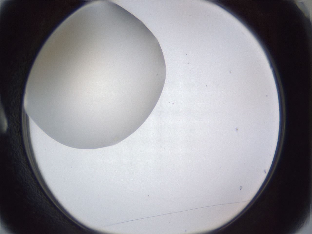 folderID31_plateID1031_batchID1999_wellNum3_profileID1_d1_r44328_ef.jpg