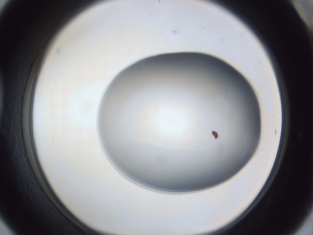 folderID31_plateID1031_batchID1999_wellNum42_profileID1_d1_r44406_ef.jpg