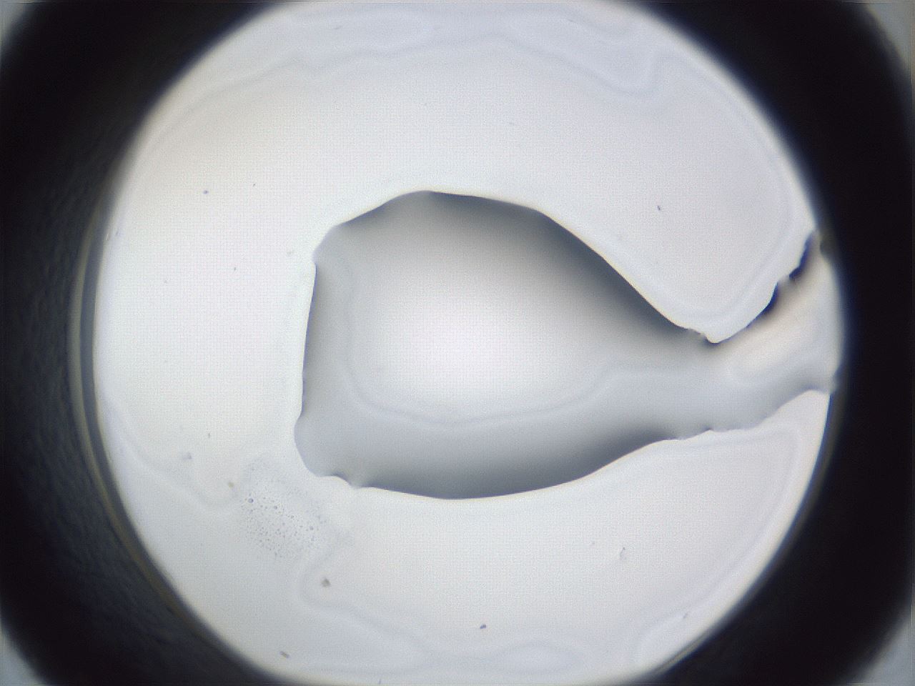 folderID31_plateID1031_batchID1999_wellNum43_profileID1_d1_r44408_ef.jpg