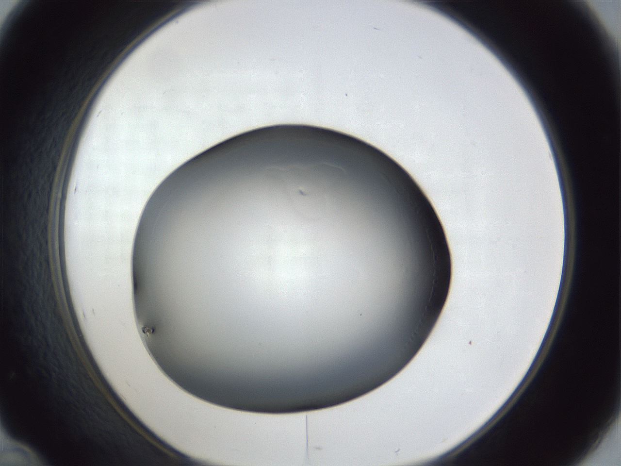 folderID31_plateID1031_batchID1999_wellNum46_profileID1_d1_r44414_ef.jpg