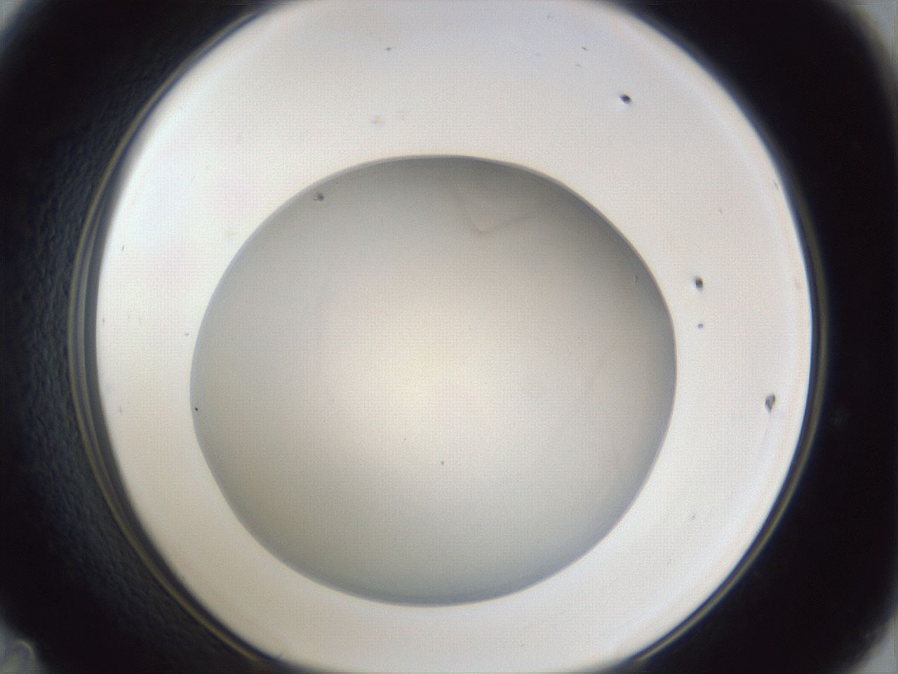 folderID31_plateID1031_batchID1999_wellNum47_profileID1_d1_r44416_ef.jpg