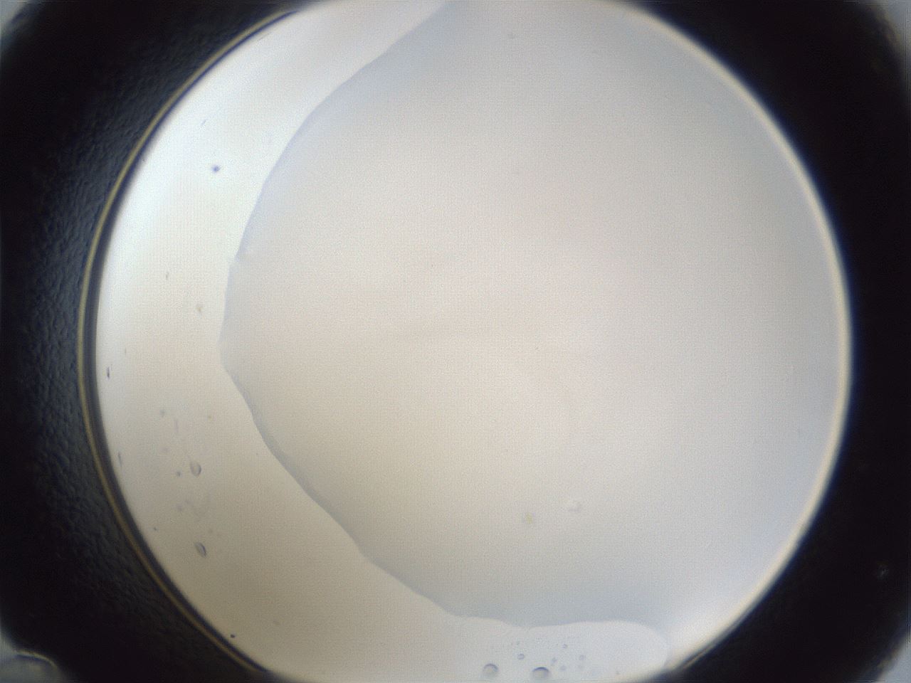 folderID31_plateID1031_batchID1999_wellNum48_profileID1_d1_r44418_ef.jpg