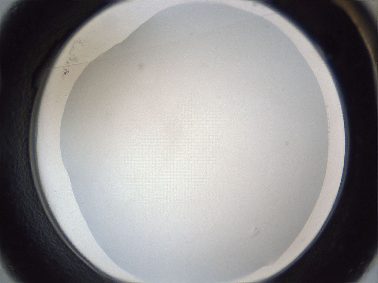 folderID31_plateID1031_batchID1999_wellNum49_profileID1_d1_r44420_ef.jpg