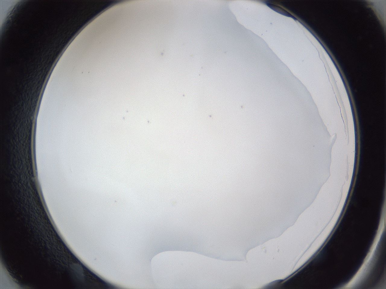 folderID31_plateID1031_batchID1999_wellNum49_profileID1_d2_r44421_ef.jpg