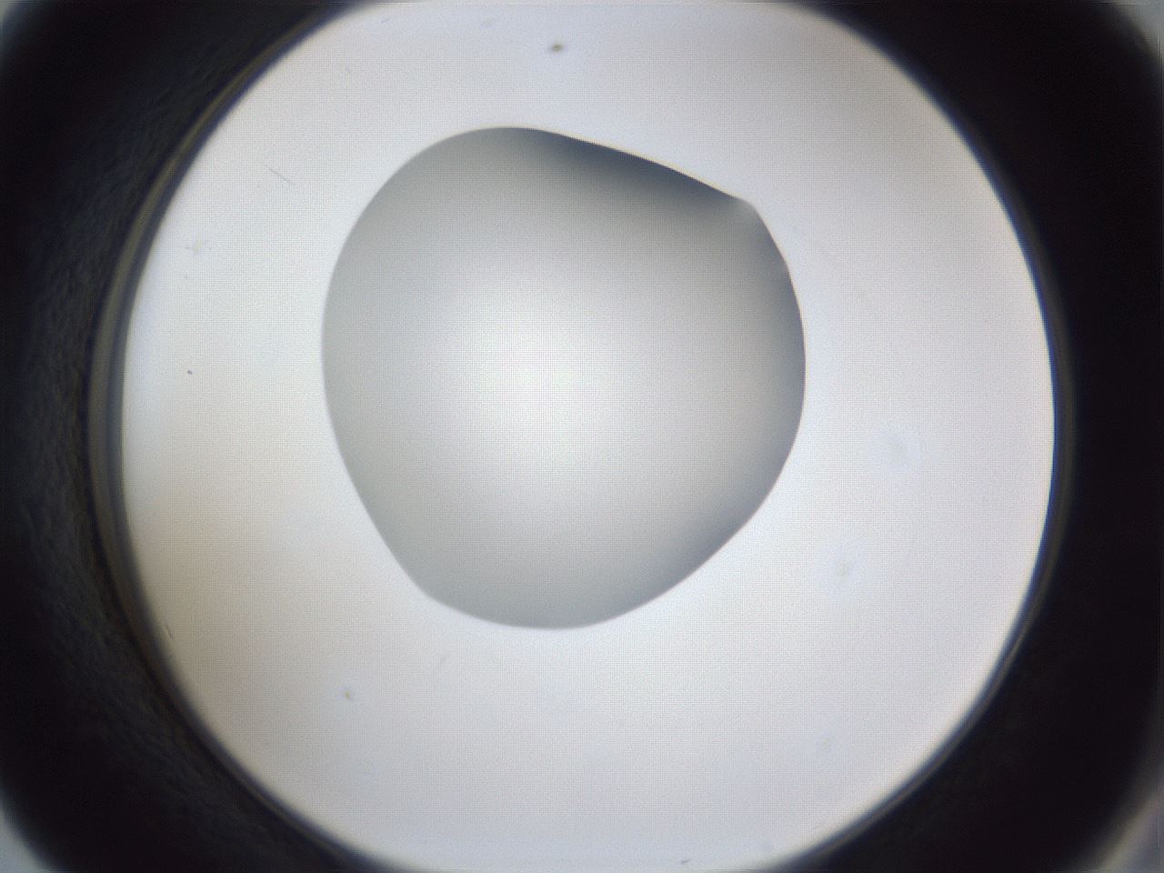 folderID31_plateID1031_batchID1999_wellNum56_profileID1_d2_r44435_ef.jpg