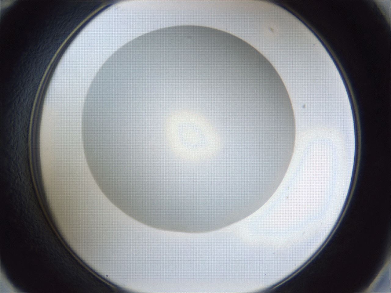 folderID31_plateID1031_batchID1999_wellNum59_profileID1_d2_r44441_ef.jpg
