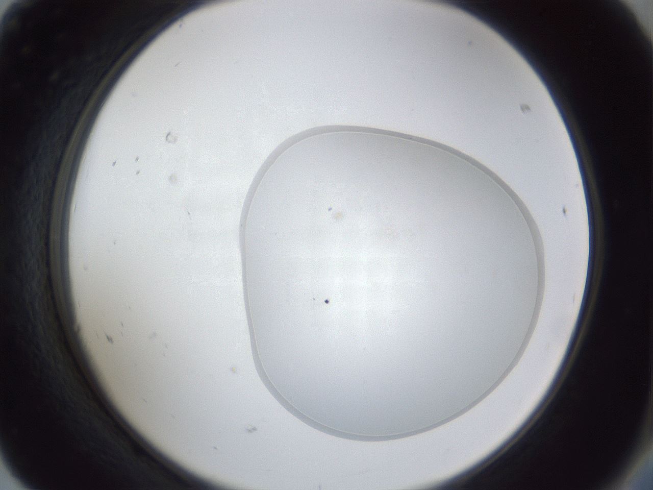 folderID31_plateID1031_batchID1999_wellNum68_profileID1_d2_r44459_ef.jpg