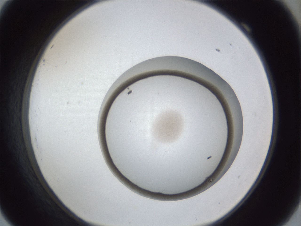 folderID31_plateID1031_batchID1999_wellNum69_profileID1_d1_r44460_ef.jpg