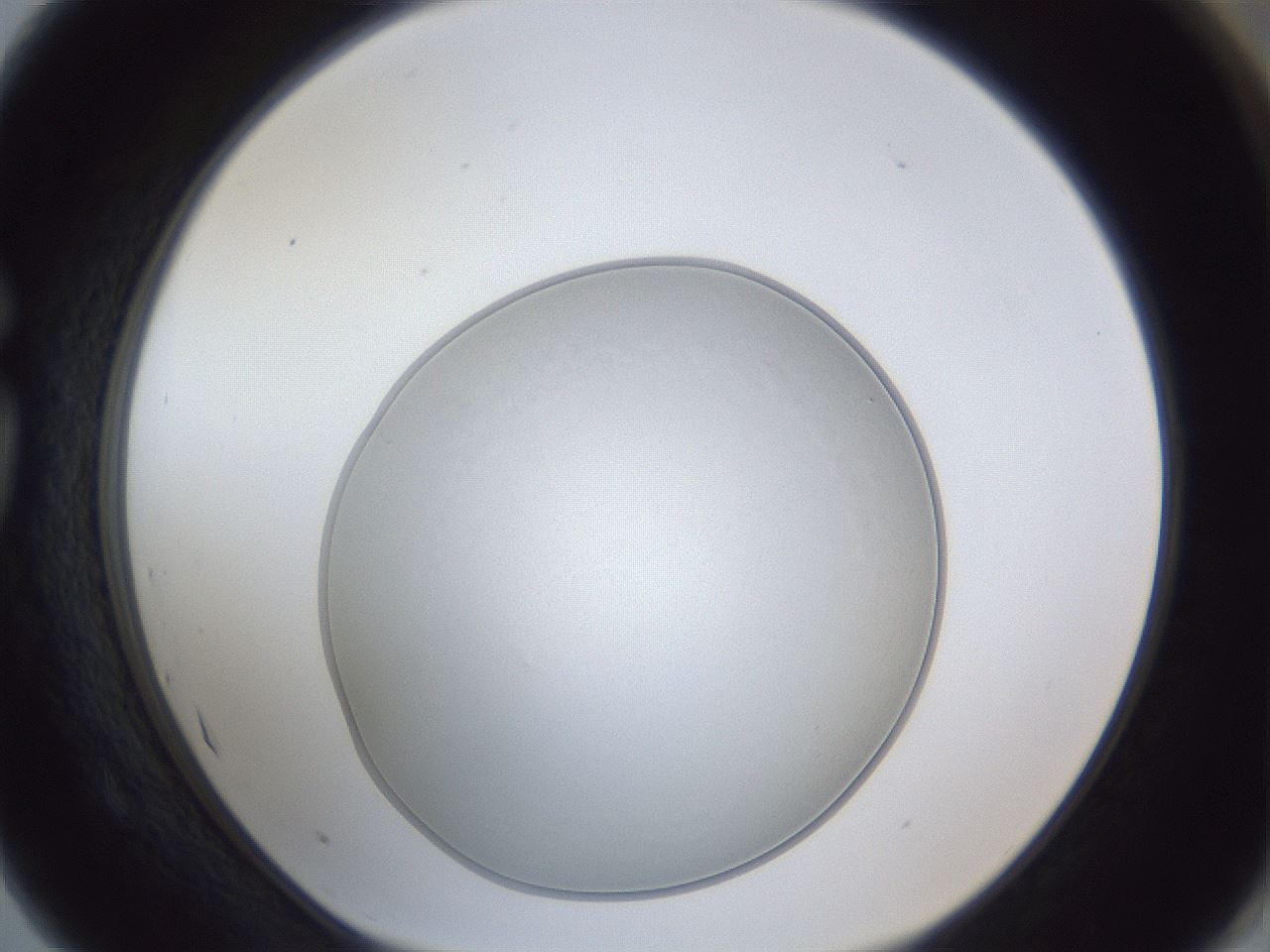 folderID31_plateID1031_batchID1999_wellNum75_profileID1_d1_r44472_ef.jpg