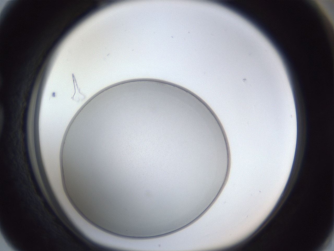 folderID31_plateID1031_batchID1999_wellNum76_profileID1_d1_r44474_ef.jpg