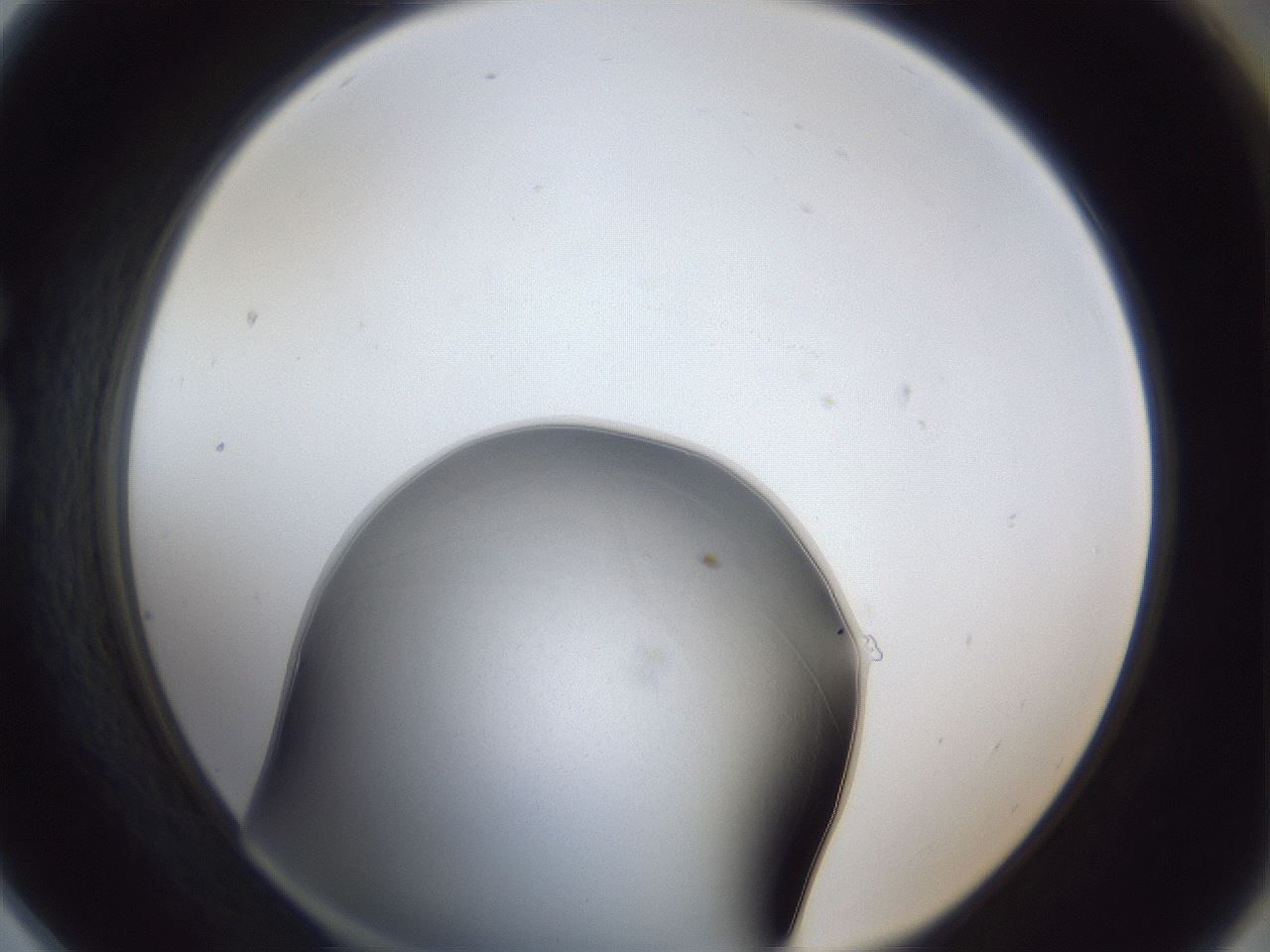 folderID31_plateID1031_batchID1999_wellNum78_profileID1_d1_r44478_ef.jpg