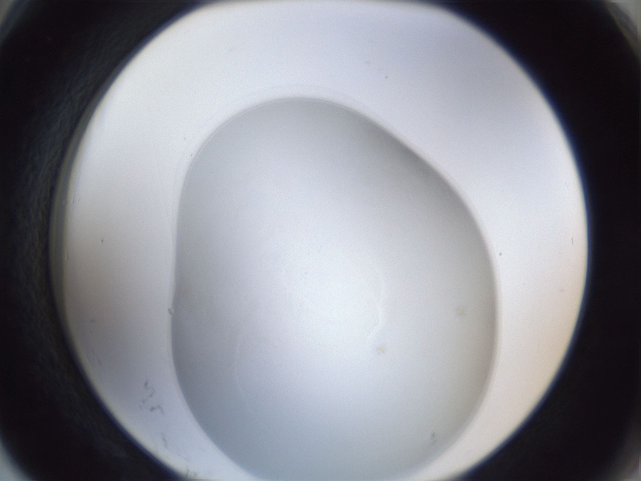 folderID31_plateID1031_batchID1999_wellNum78_profileID1_d2_r44479_ef.jpg