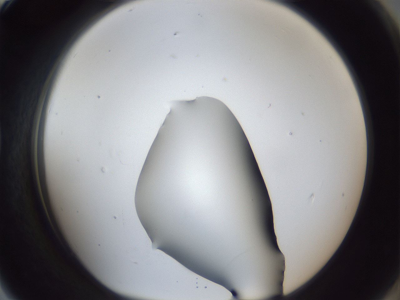 folderID31_plateID1031_batchID1999_wellNum79_profileID1_d1_r44480_ef.jpg