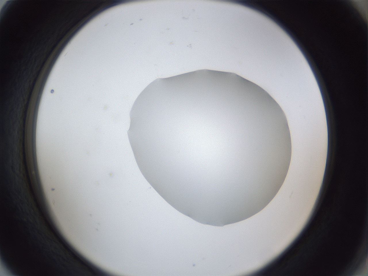 folderID31_plateID1031_batchID1999_wellNum80_profileID1_d2_r44483_ef.jpg