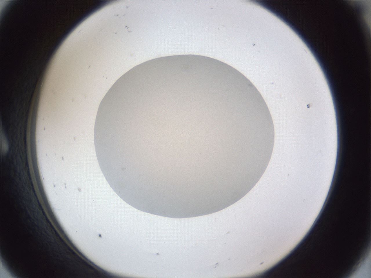 folderID31_plateID1031_batchID1999_wellNum8_profileID1_d1_r44338_ef.jpg