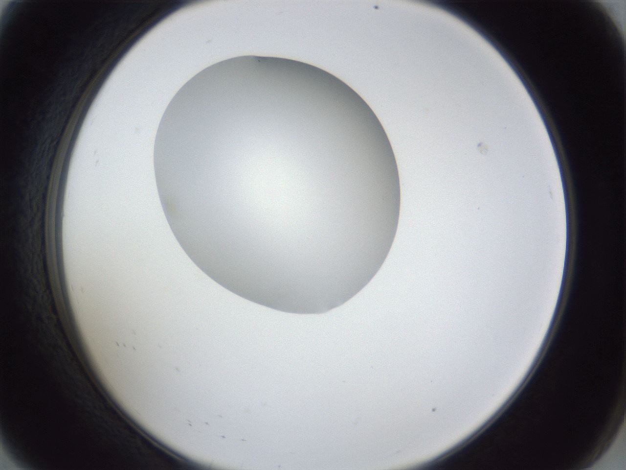 folderID31_plateID1031_batchID1999_wellNum8_profileID1_d2_r44339_ef.jpg